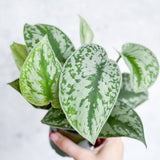 Scindapsus Pictus Argyraeus 'Satin Pothos' - 4 Inch - Ed's Plant Shop