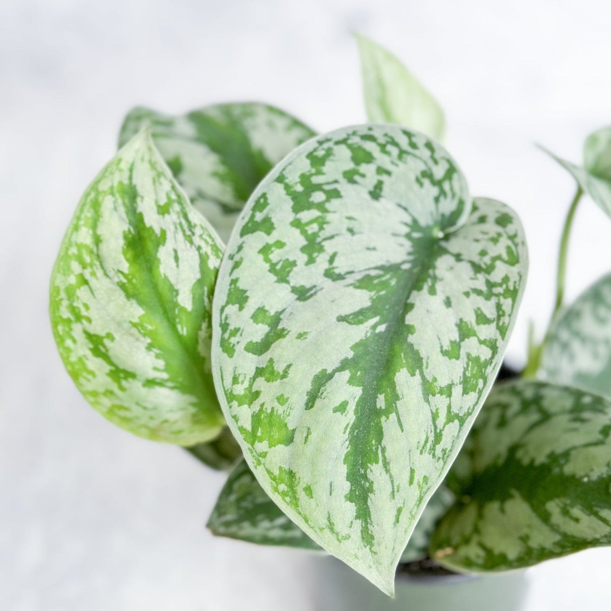 Scindapsus Pictus Argyraeus 'Satin Pothos' - 4 Inch - Ed's Plant Shop