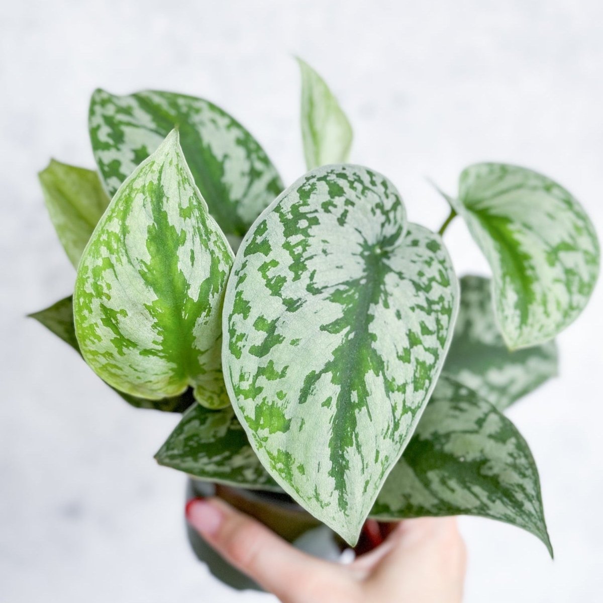 Scindapsus Pictus Argyraeus 'Satin Pothos' - Ed's Plant Shop