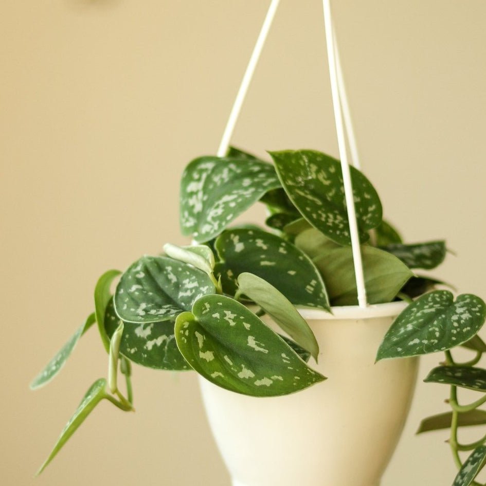where to buy satin pothos Scindapsus Pictus Argyraeus 'Satin Pothos'