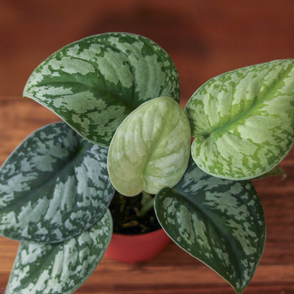 pothos exotica Scindapsus Pictus 'Exotica'