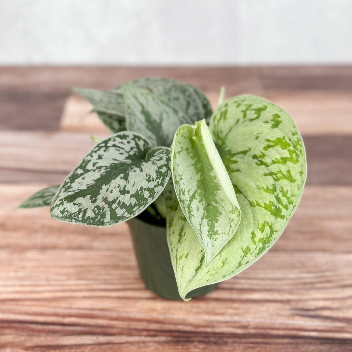 silver exotica pothos Scindapsus Pictus 'Exotica'