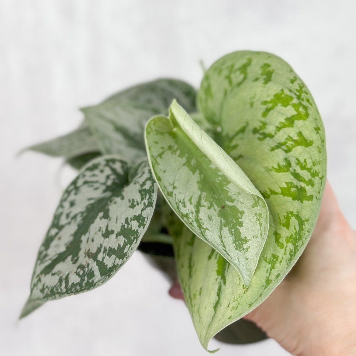 pothos exotica Scindapsus Pictus 'Exotica'