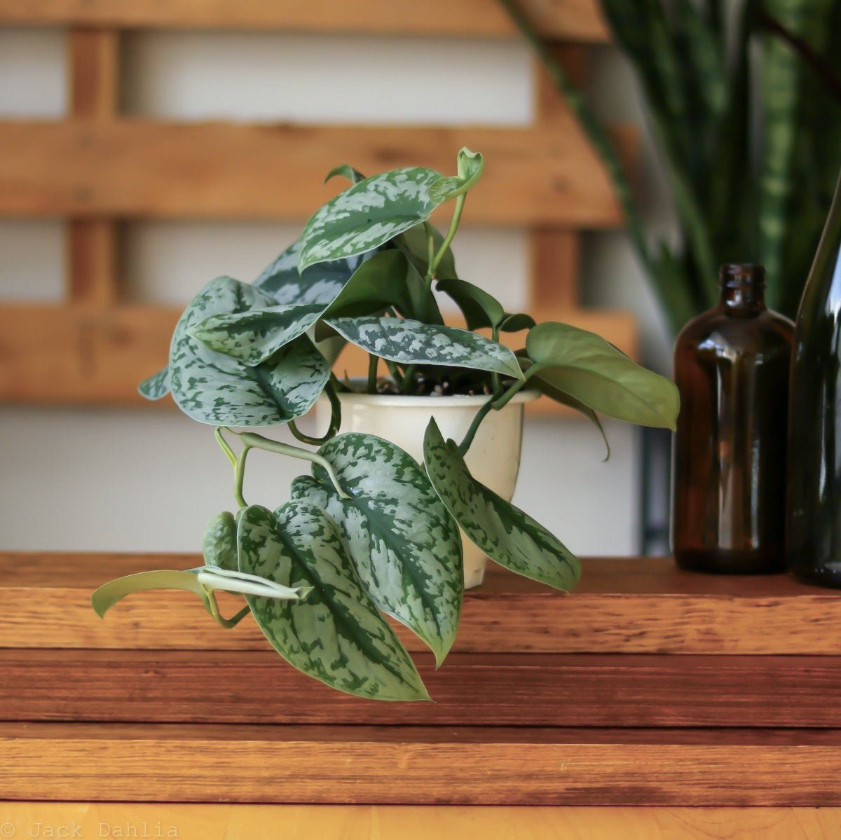scindapsus excotice pothos Scindapsus Pictus 'Exotica'