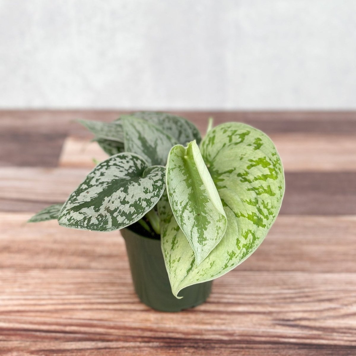 scindapsus pictus exotica vs satin pothos Scindapsus Pictus ‘Exotica’