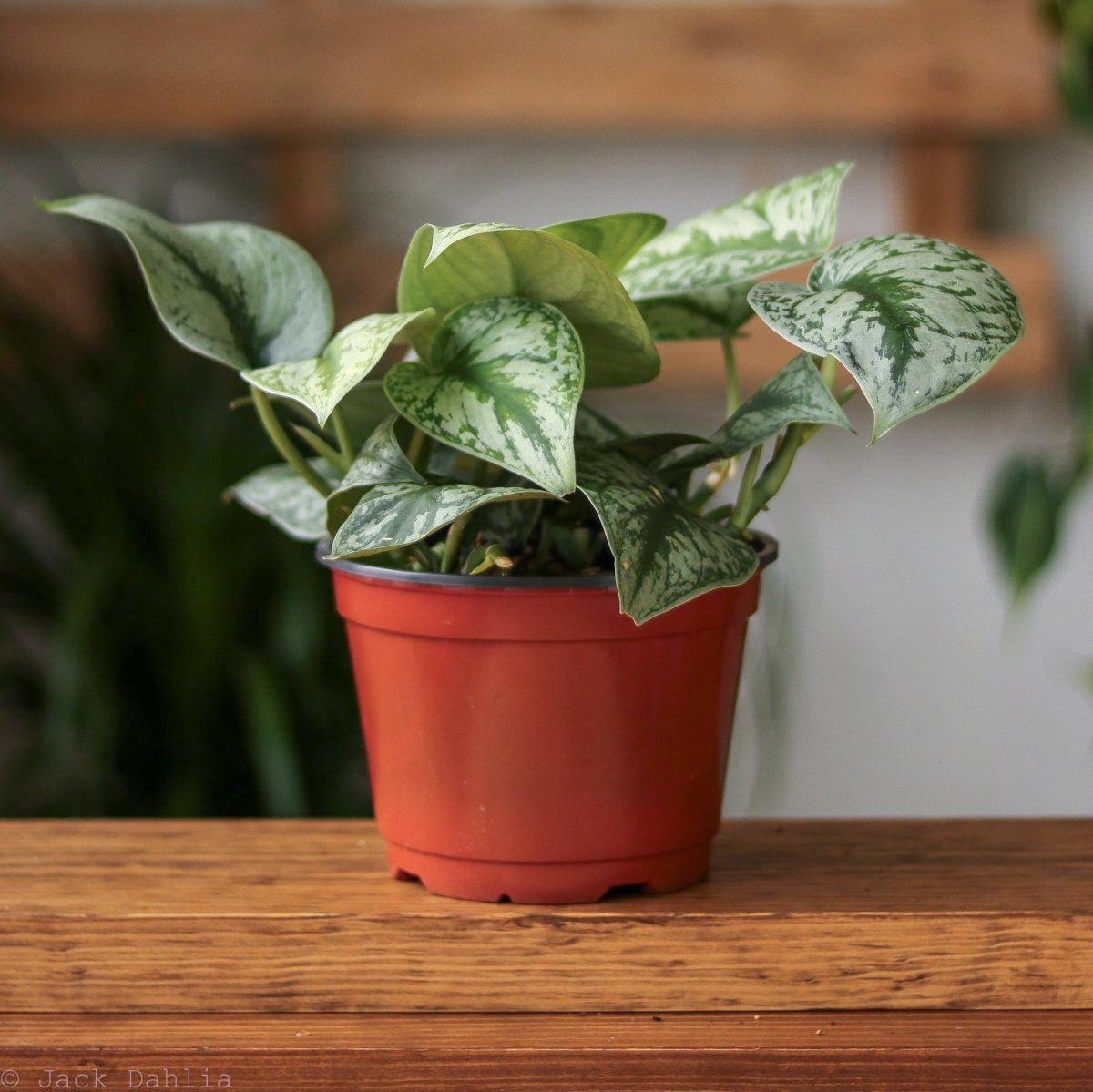 buy exotic indoor plants Scindapsus Pictus 'Exotica'