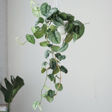 Scindapsus Pictus ‘Exotica’ Hanging Basket - Ed's Plant Shop