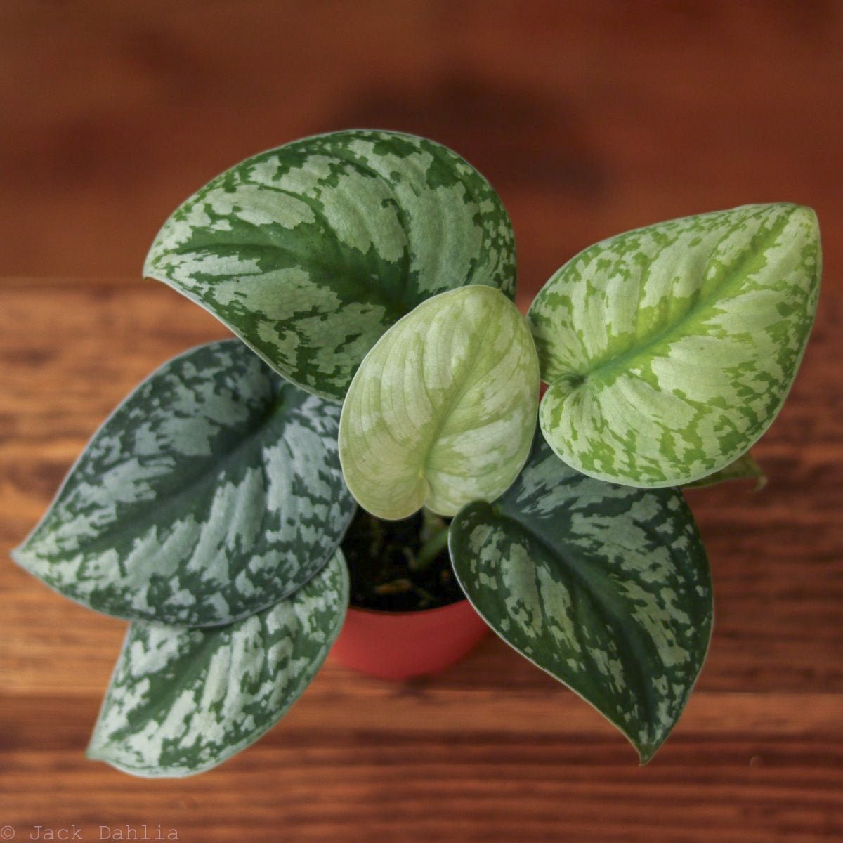 Scindapsus pictus 'Exotica' Hanging Basket - Exotic Foliage – Ed's