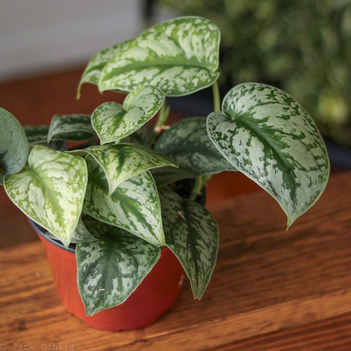 Scindapsus Pictus ‘Exotica’ Hanging Basket - Ed's Plant Shop