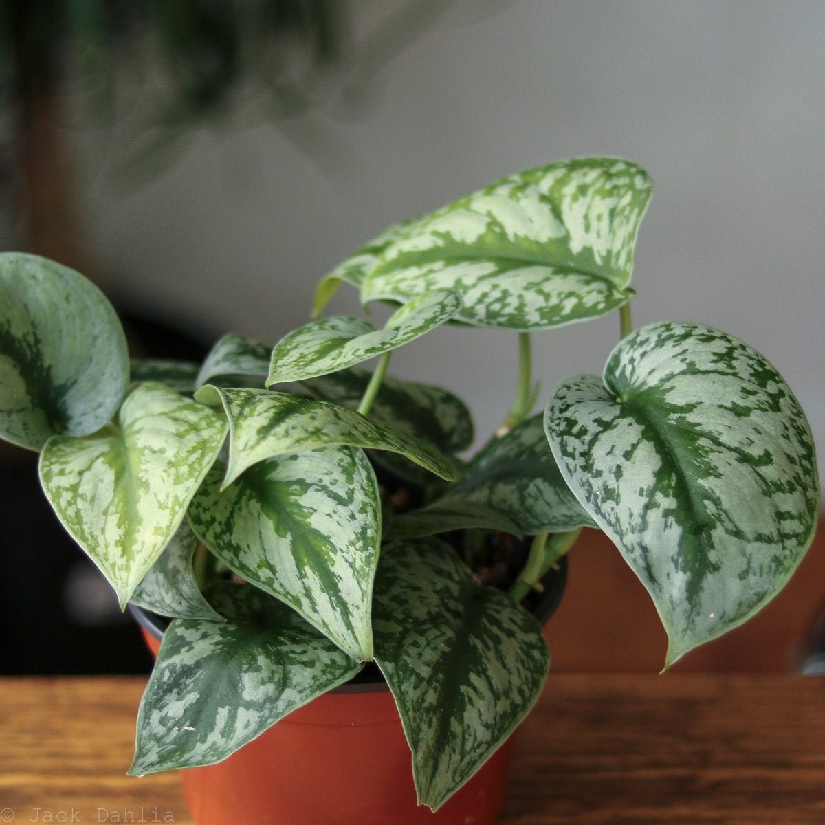 Scindapsus Pictus ‘Exotica’ Hanging Basket - Ed's Plant Shop