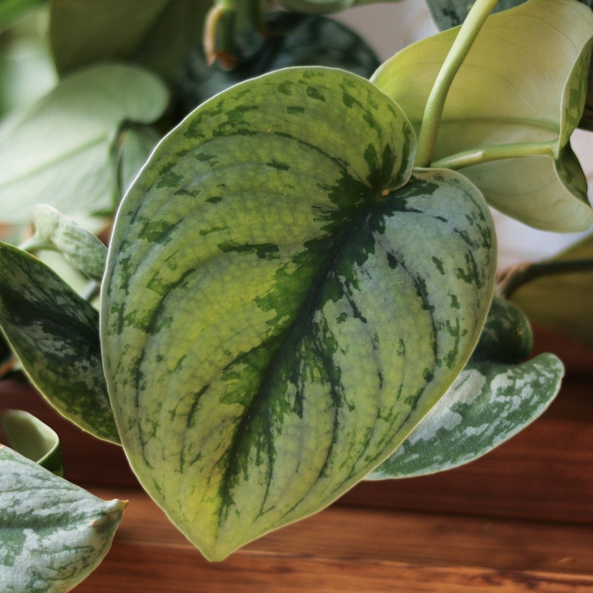 Scindapsus Pictus ‘Exotica’ Hanging Basket - Ed's Plant Shop