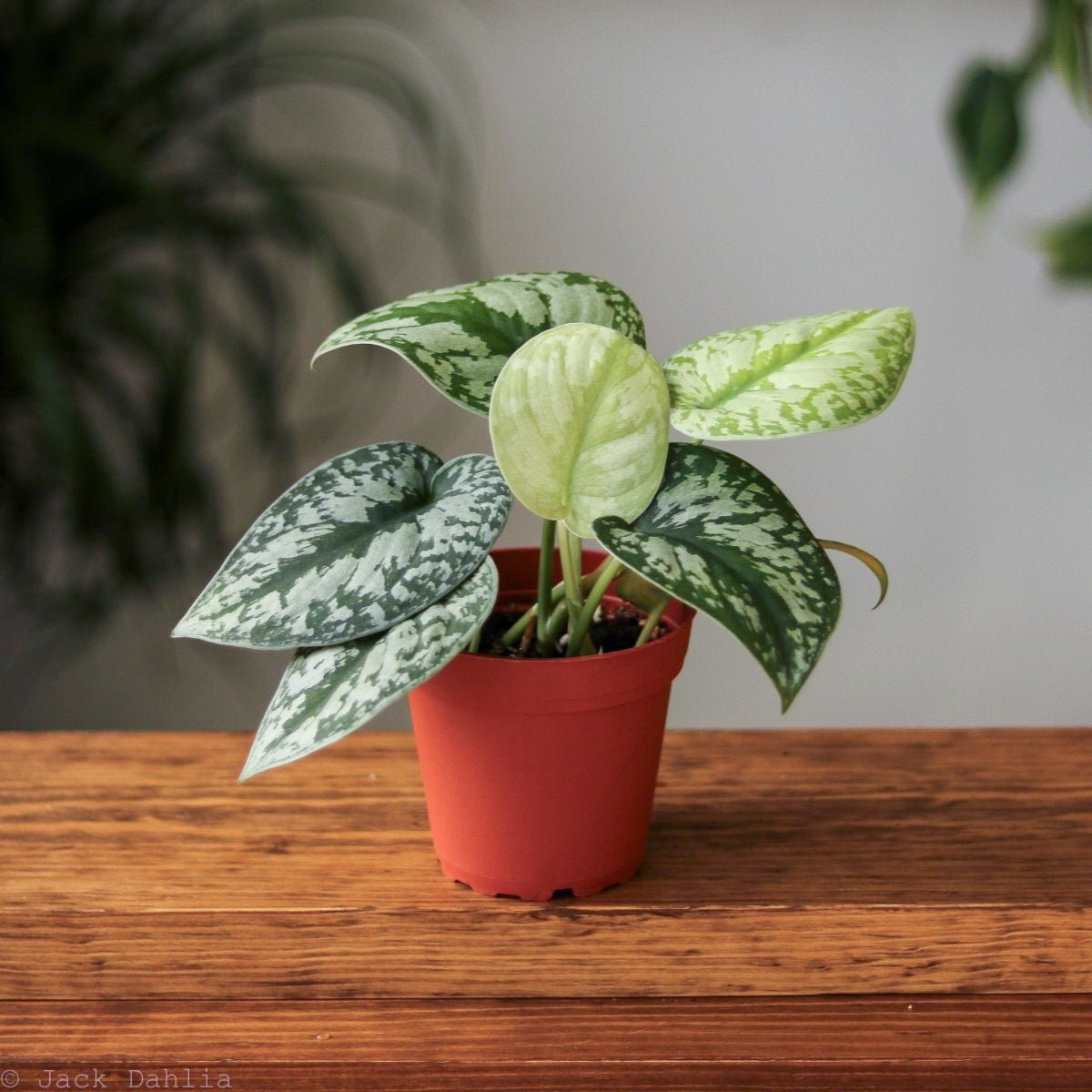 Scindapsus pictus 'Exotica' Hanging Basket - Exotic Foliage – Ed's