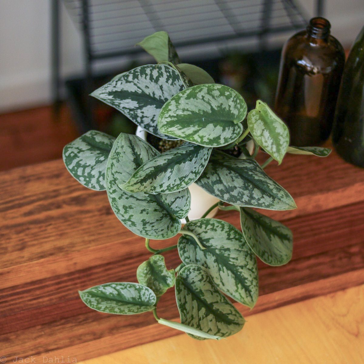 Scindapsus Pictus ‘Exotica’ Hanging Basket - Ed's Plant Shop