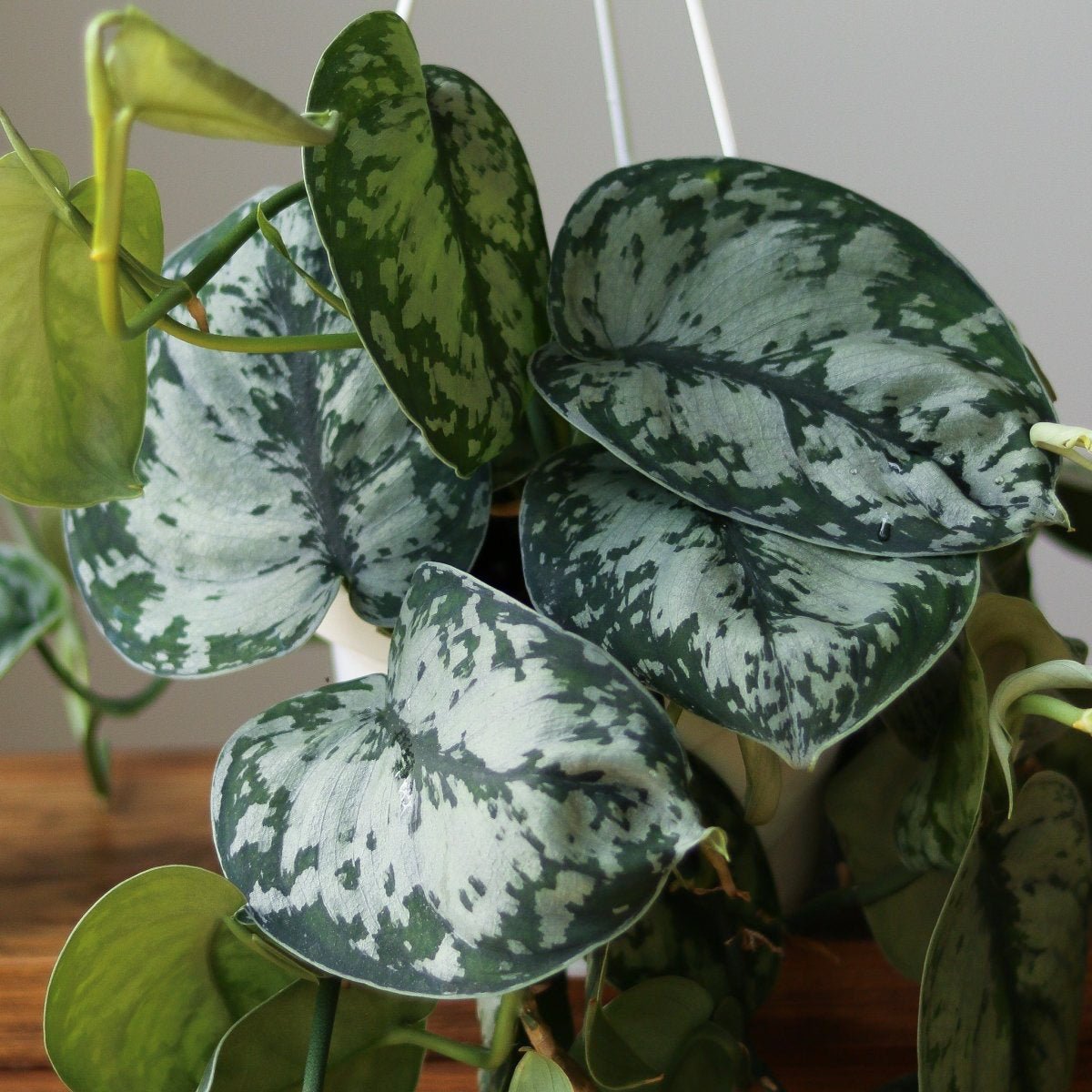 Ed's Plant Shop Scindapsus Pictus Exotica