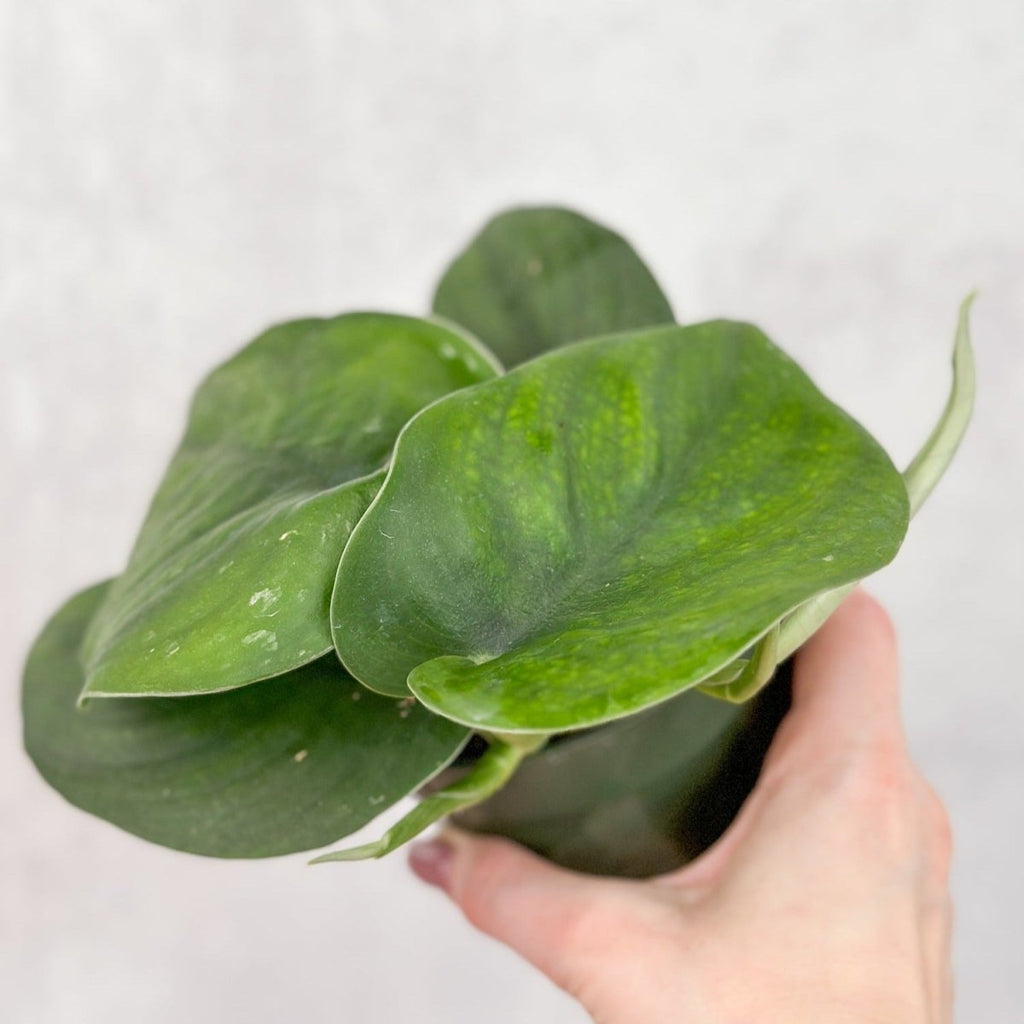 Scindapsus pictus ‘Jade’ - Green Scindapsus - Ed's Plant Shop