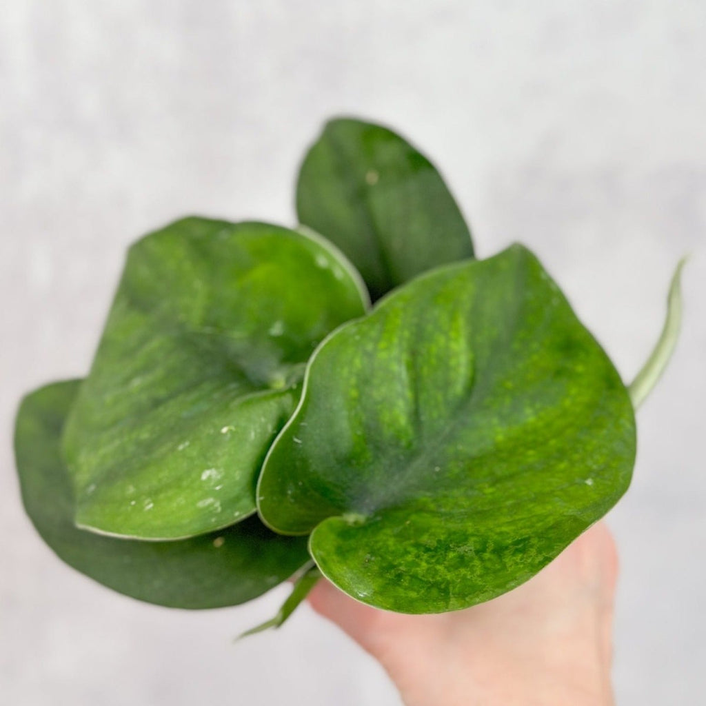 Scindapsus pictus ‘Jade’ - Green Scindapsus - Ed's Plant Shop