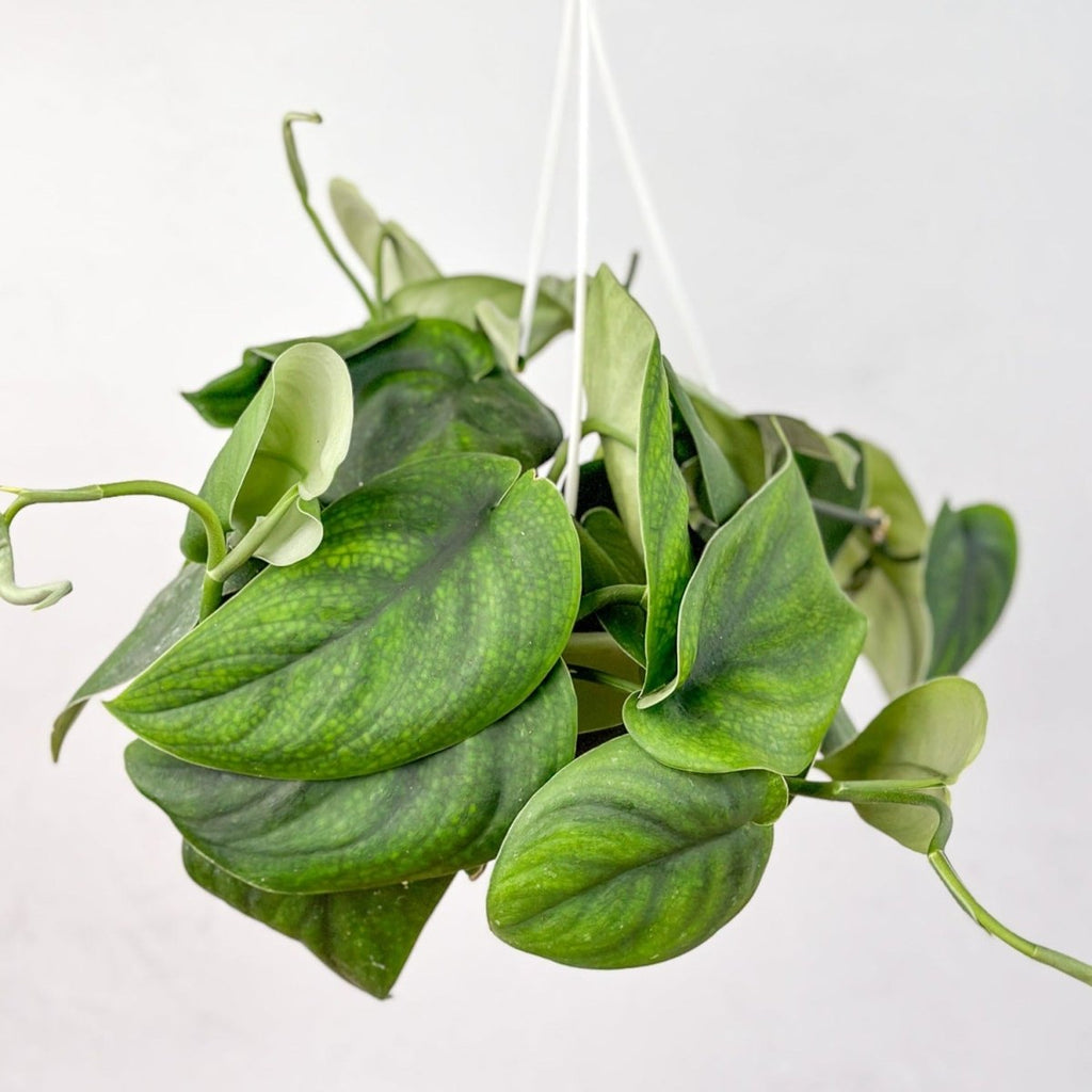 Scindapsus pictus ‘Jade’ - Green Scindapsus Hanging Basket - Ed's Plant Shop