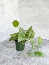 Scindapsus pictus 'Silver Hero' - 4 Inch - Ed's Plant Shop