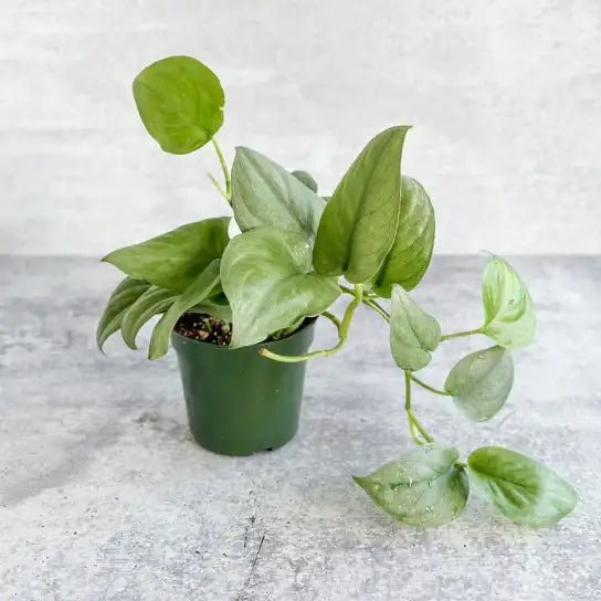 silver hero pothos Scindapsus pictus 'Silver Hero'