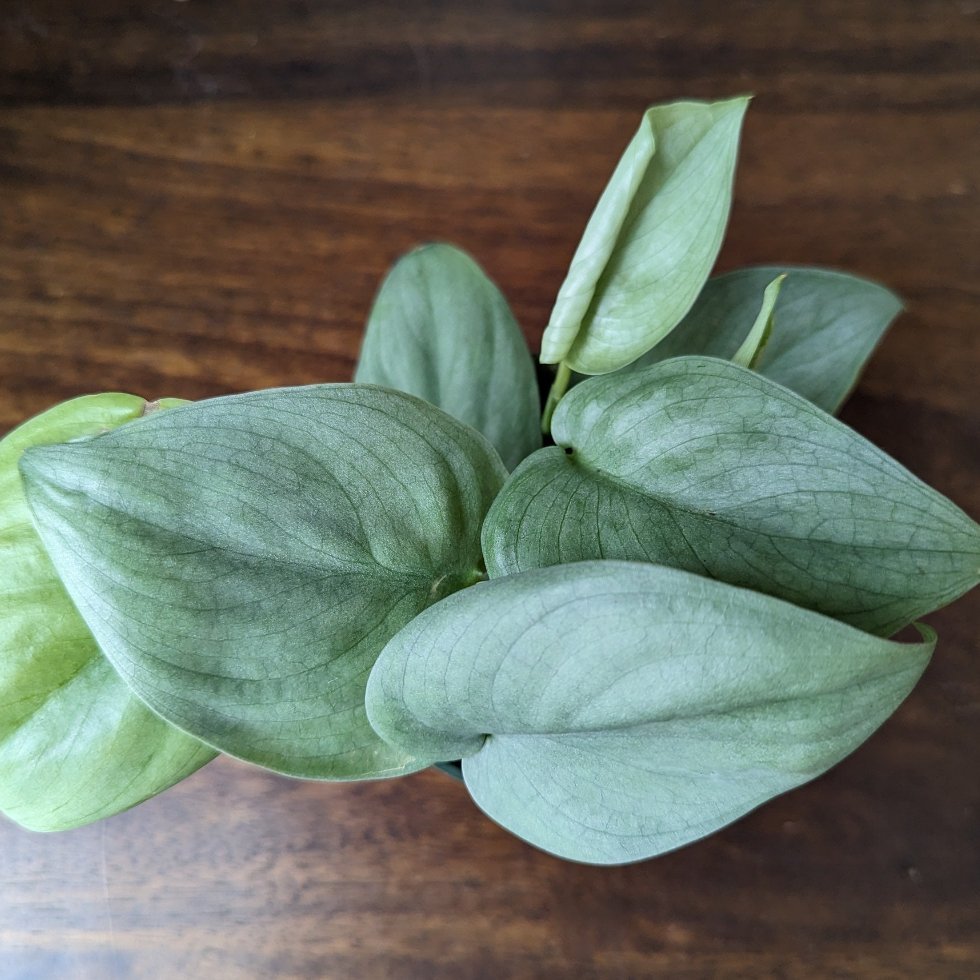 silver hero pothos Scindapsus 'Silver Hero'