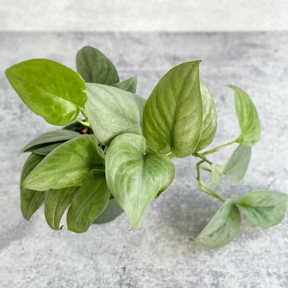 pothos silver hero Scindapsus 'Silver Hero'