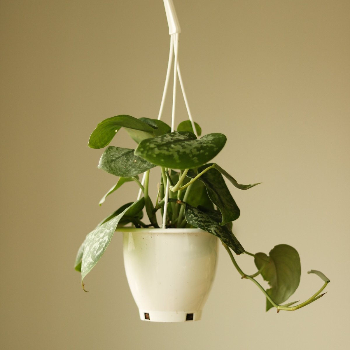 scindapsus hanging plant 4.5" Hanging Basket