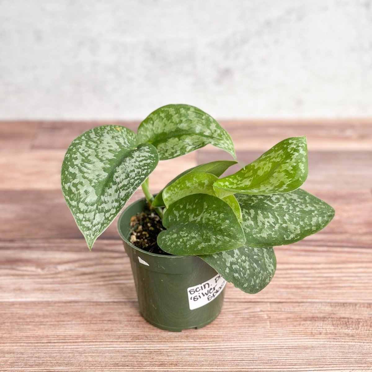 silver splash pothos Silver Splash Pothos, Scindapsus Pictus ‘Exotica’