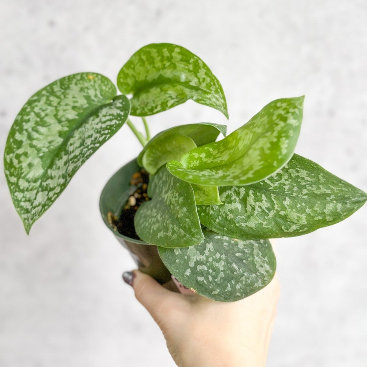 silver splash pothos for sale Silver Splash Pothos, Scindapsus Pictus ‘Exotica’