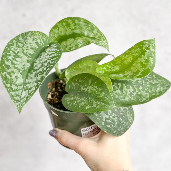 Hand holding Scindapsus Pictus 'Silver Splash' showing silver-splashed variegation.