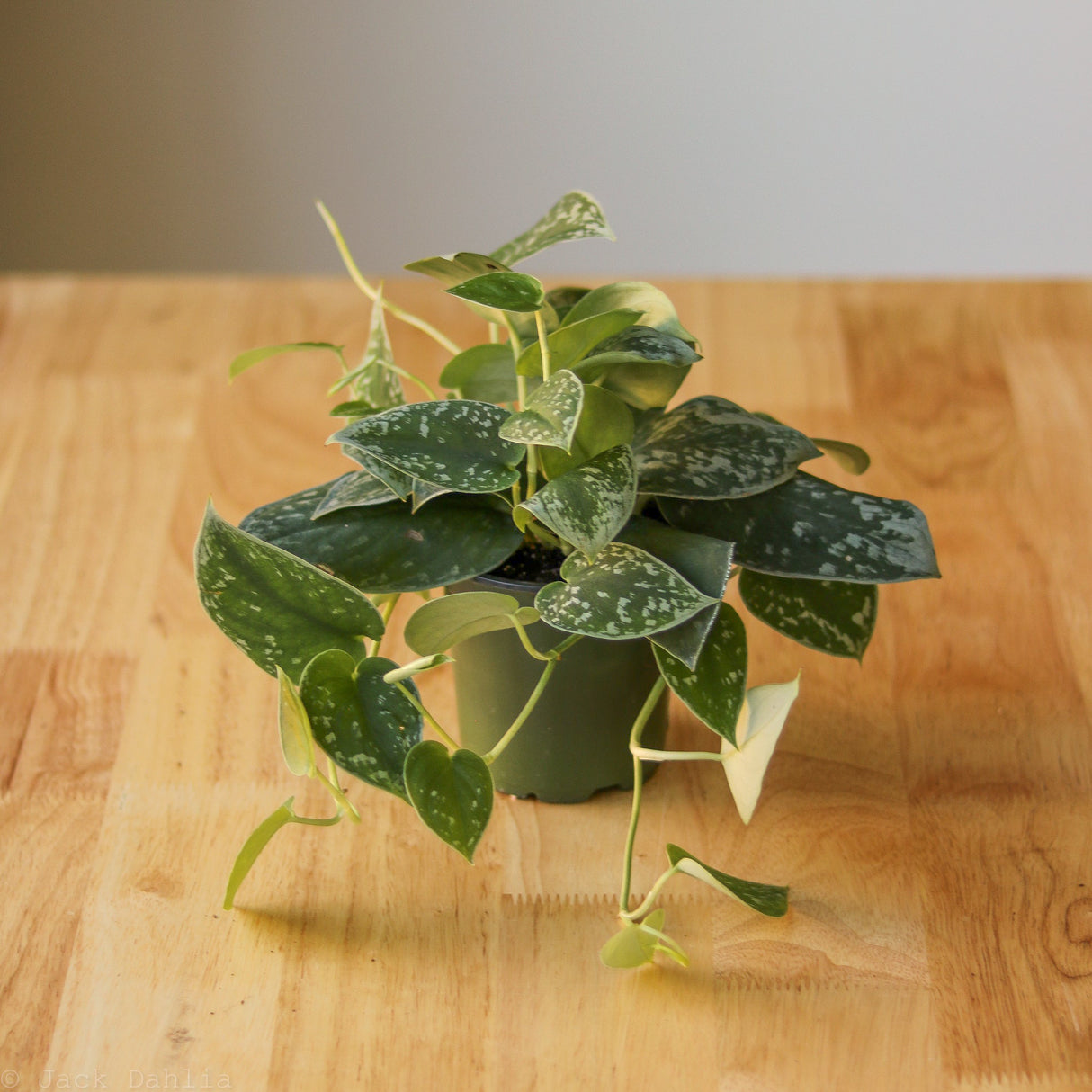 Scindapsus Pictus ‘Silvery Anne’ - Silver Pothos