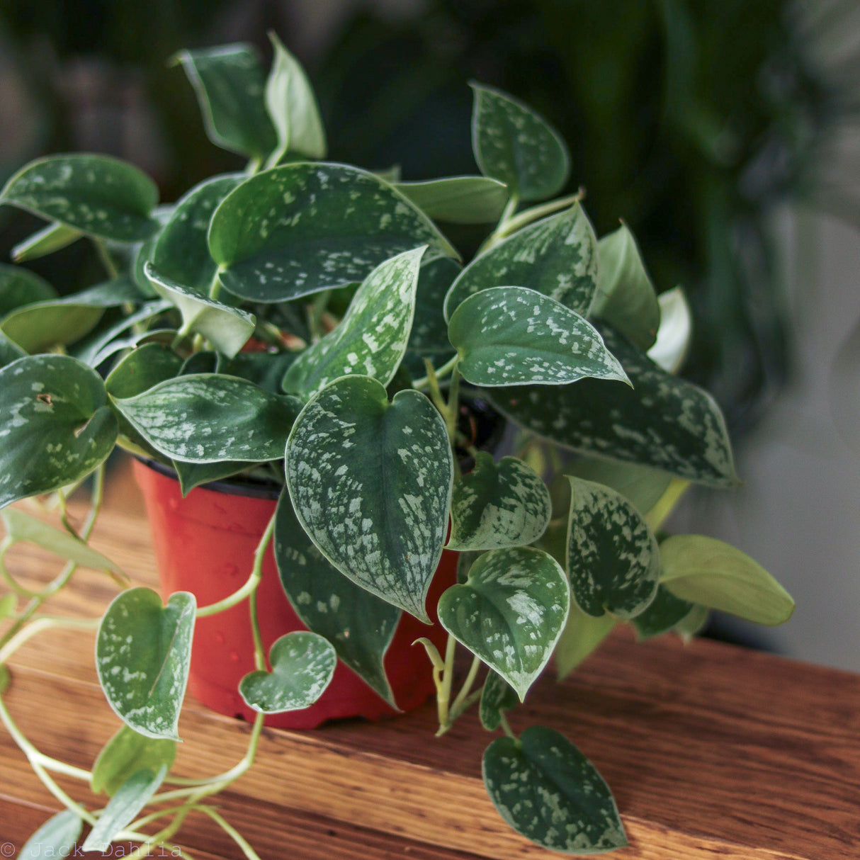 Scindapsus Pictus ‘Silvery Anne’ - Silver Pothos