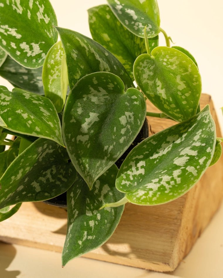 Ed's Plant Shop Scindapsus Pictus - Thumbnail 2