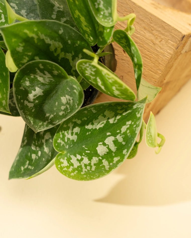 Ed's Plant Shop Scindapsus Pictus - Thumbnail 4