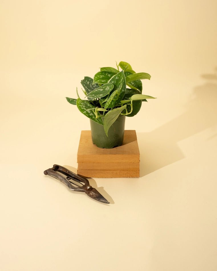 silvery ann pothos for sale Scindapsus pictus 'Silvery Anne'