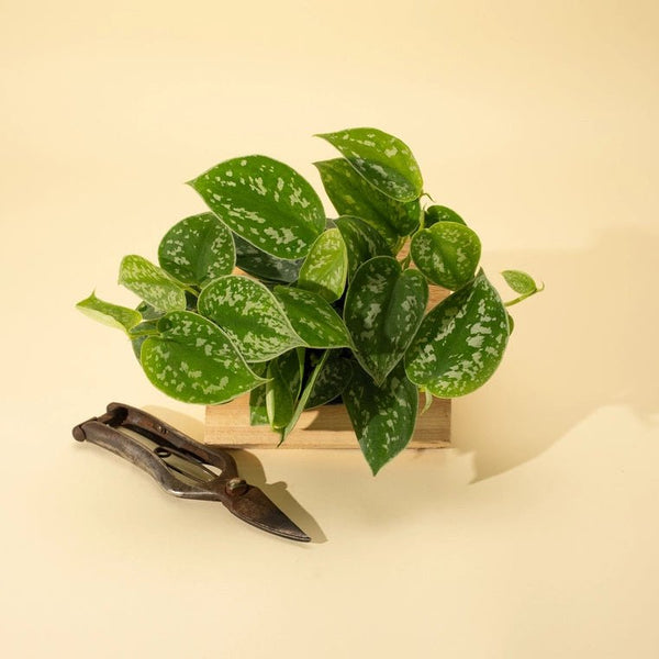 Scindapsus Silvery Anne potted plant with a pair of pruning shears on a beige background