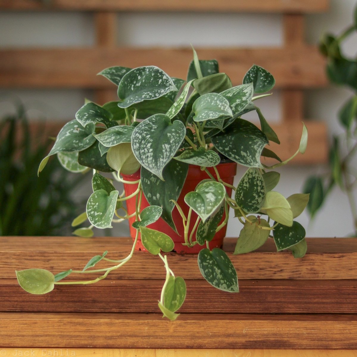 scindapsus vs satin pothos 4" Nursery Pot