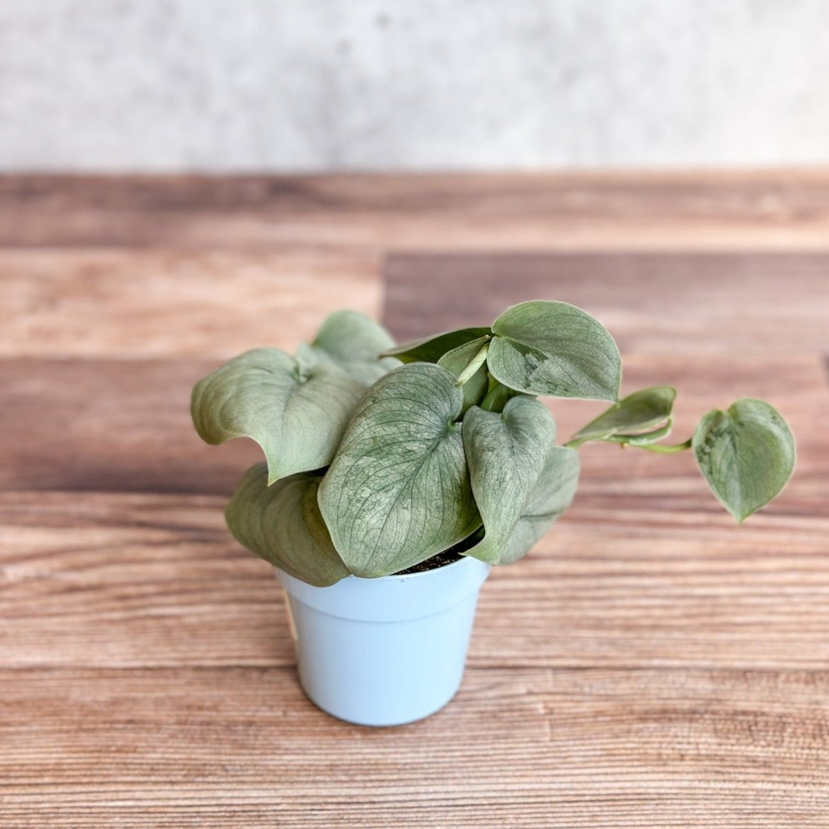 Scindapsus Pictus 'Sooo Silver' - Ed's Plant Shop