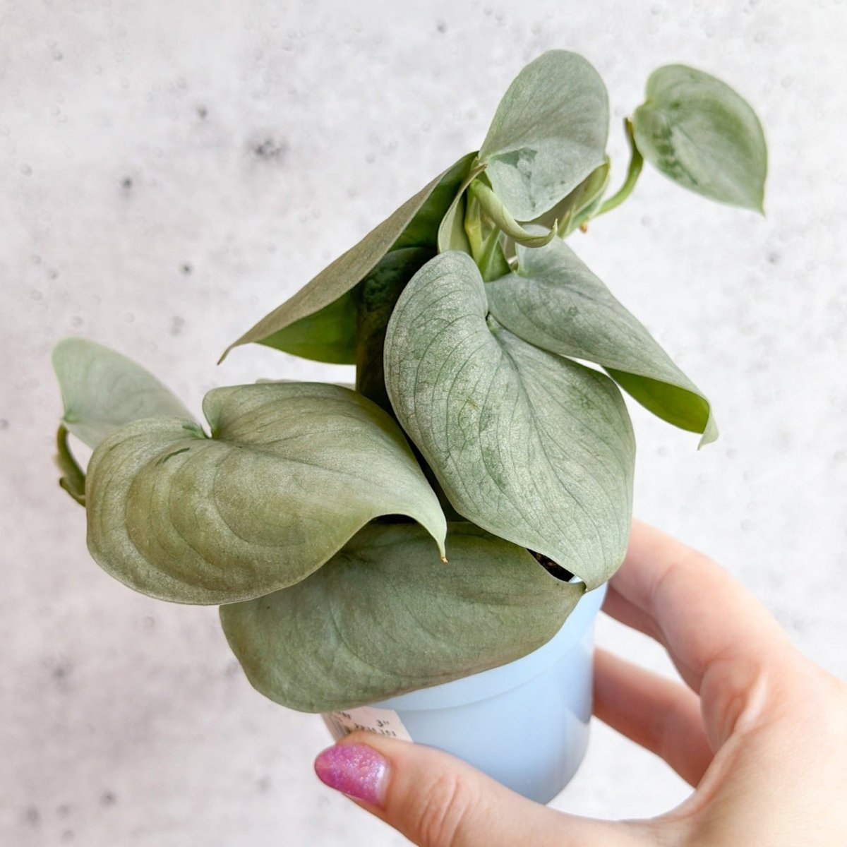 【大株】 Scindapsus silver llic ★スキンダプサス 大株】 Scindapsus silver llic ☆スキンダプサス 大株