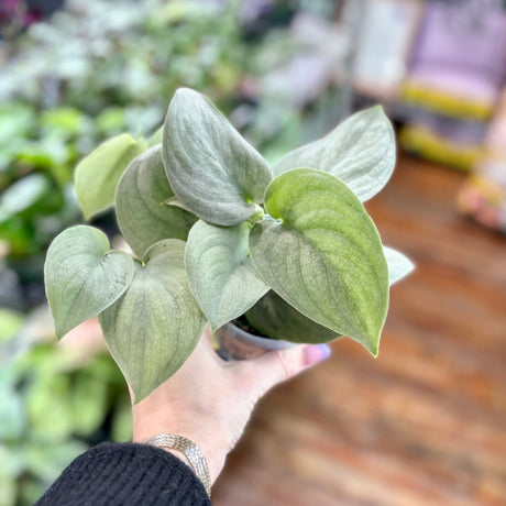 Scindapsus Pictus 'Sooo Silver' - 3 Inch - Ed's Plant Shop