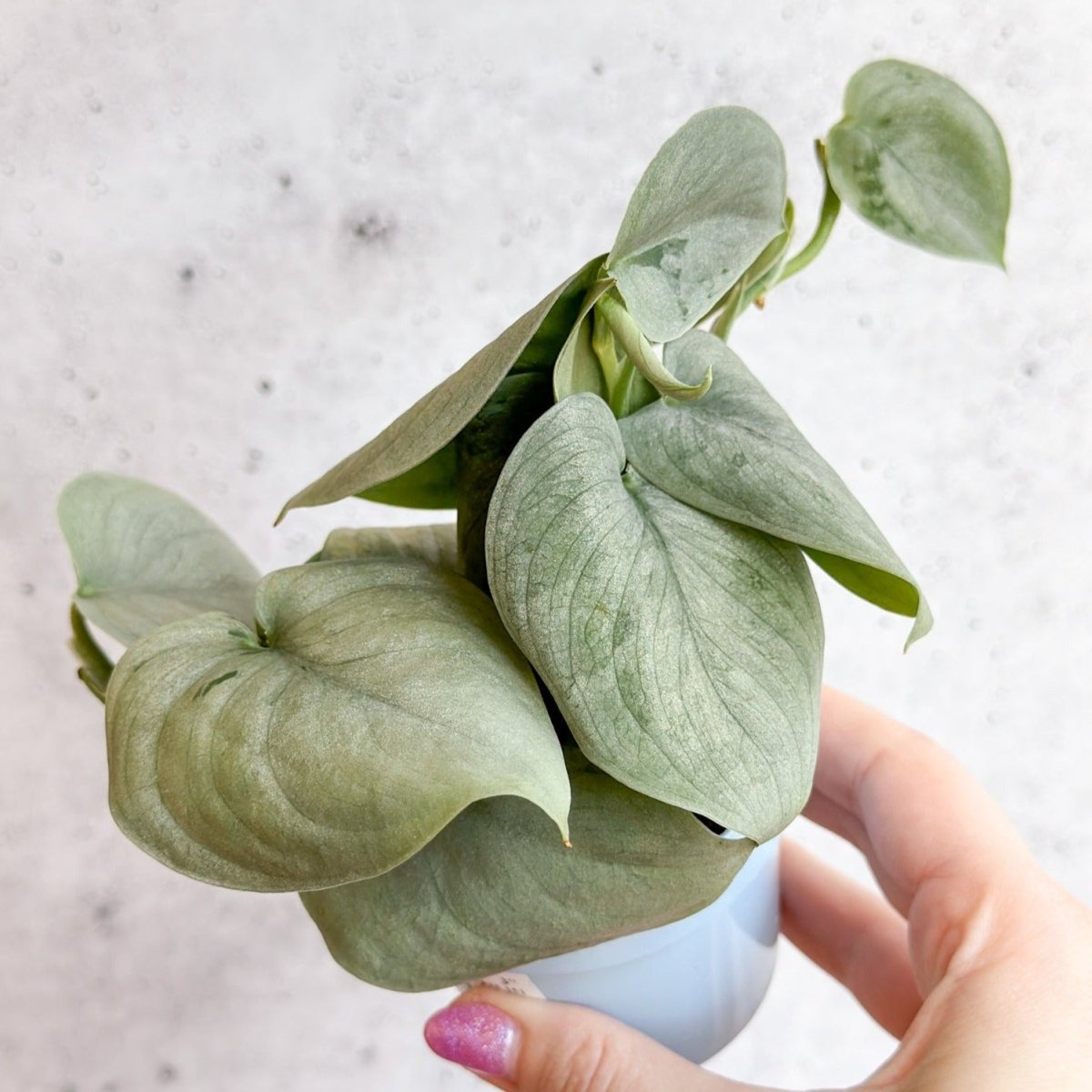 silver hero pothos Scindapsus Sooo™ Silver