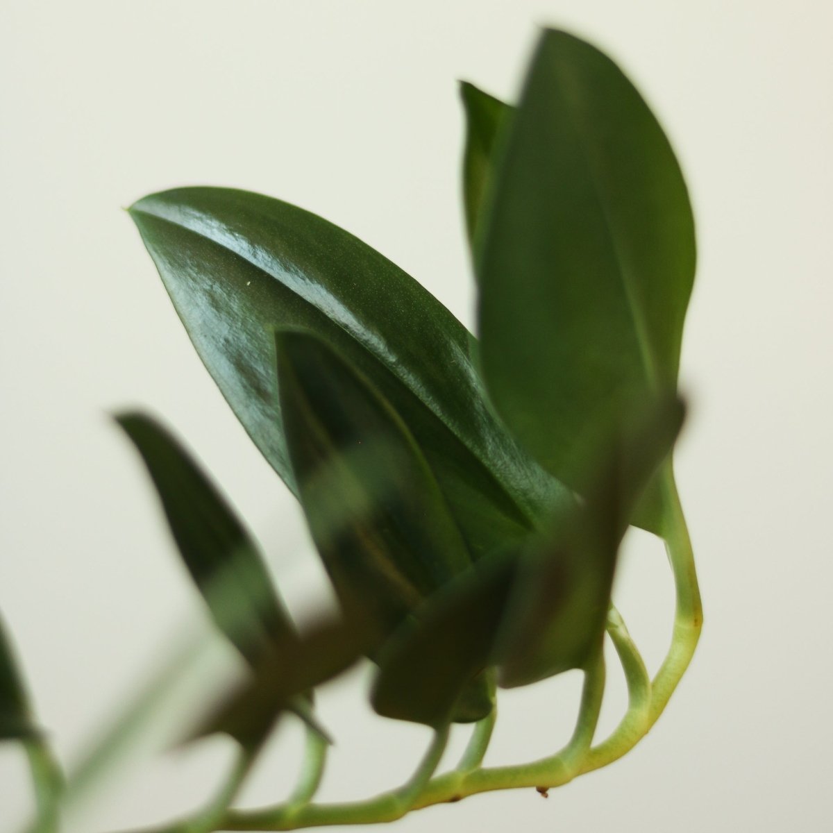 dark form pothos Scindapsus treubii 'Dark Form' – Ed's Plant Shop