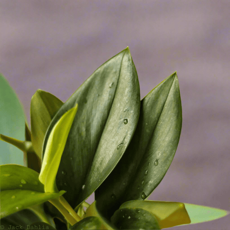 Scindapsus treubii 'Moonlight' - Silver Scindapsus - Ed's Plant Shop