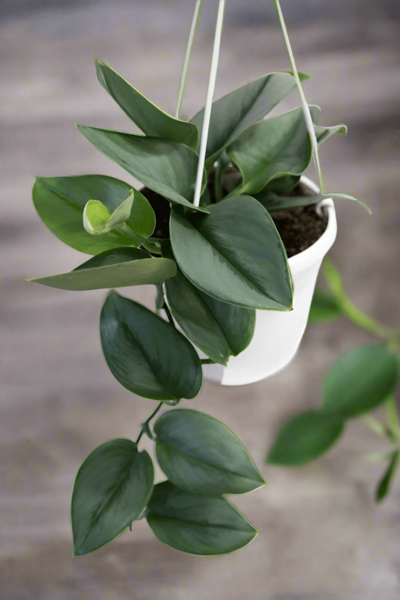 pothos treubii Scindapsus TREUBII MOONLIGHT