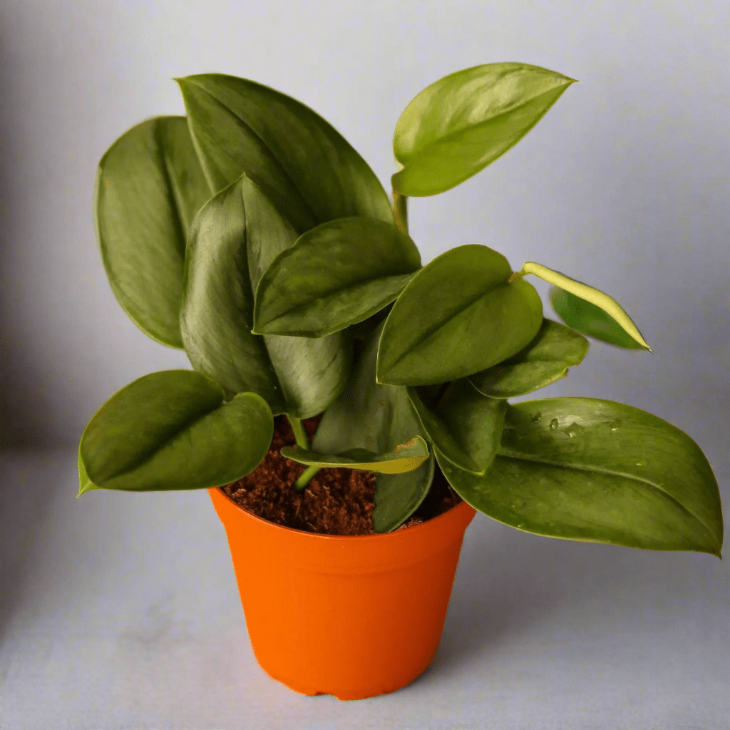 moonlight plant indoor Scindapsus TREUBII MOONLIGHT