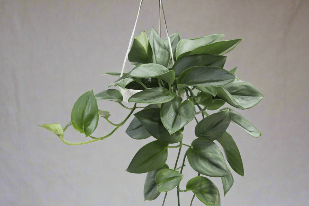 Scindapsus treubii 'Moonlight' | Rare Silver Scindapsus โ Ed's ...