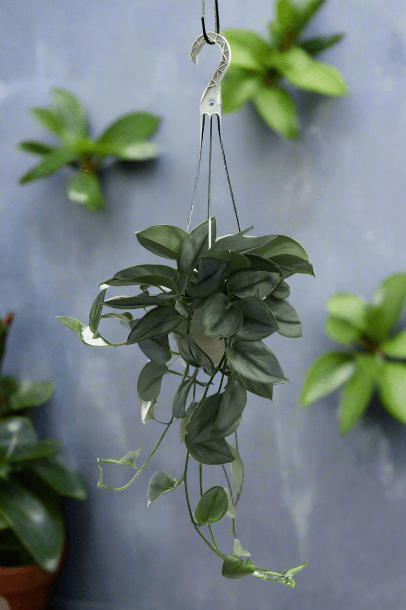 pothos moonlight plant Scindapsus TREUBII MOONLIGHT