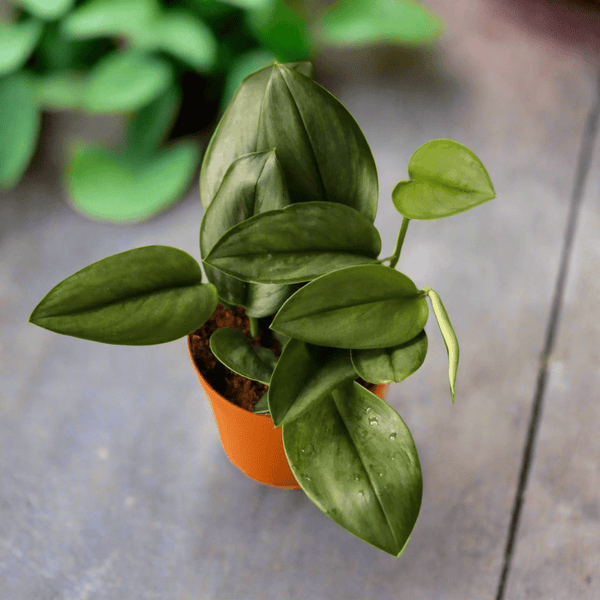 Scindapsus treubii 'Moonlight' - Silver Scindapsus - Ed's Plant Shop