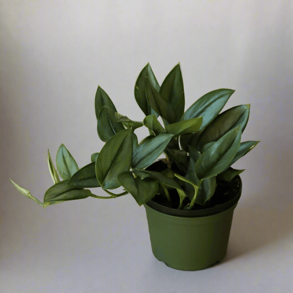 silver moonlight pothos Scindapsus Treubii 'Moonlight'