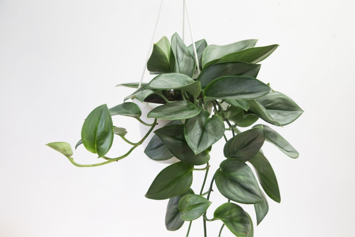 pothos moonlight treubii Scindapsus TREUBII MOONLIGHT