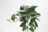 Scindapsus treubii 'Moonlight' - Silver Scindapsus - Various Sizes - Ed's Plant Shop